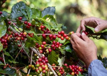 Safra de café 2026 pode alcançar recorde histórico com produção de 66,2 milhões de sacas