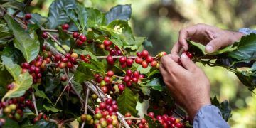 Safra de café 2026 pode alcançar recorde histórico com produção de 66,2 milhões de sacas