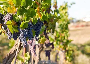 Safra sustentável movimenta produção de uvas e vinho em São Paulo