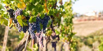 Safra sustentável movimenta produção de uvas e vinho em São Paulo