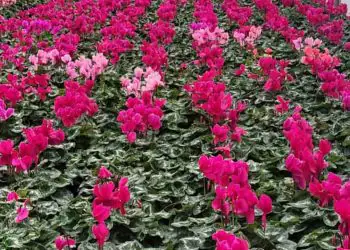 Sequenciamento inédito ajuda a conter murcha do ciclame no Brasil; entenda