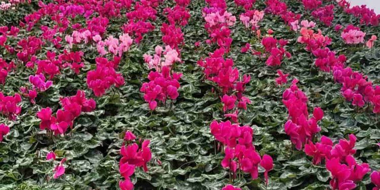 Sequenciamento inédito ajuda a conter murcha do ciclame no Brasil; entenda 1 Sequenciamento inédito ajuda a conter murcha do ciclame no Brasil; entenda