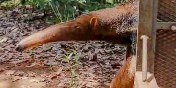 Tamanduá-bandeira ameaçado de extinção retorna à natureza após reabilitação em Goiânia