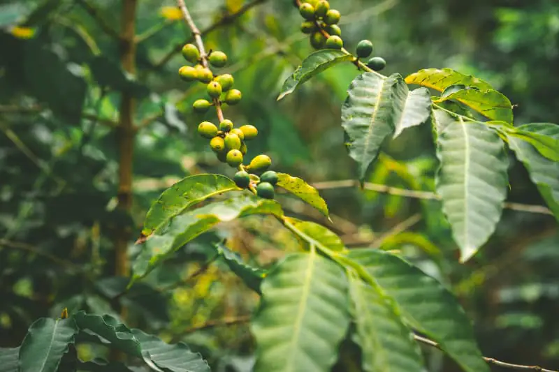 Café verde