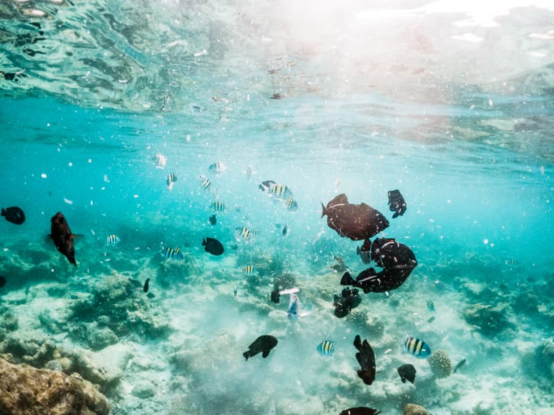 Conservação marinha