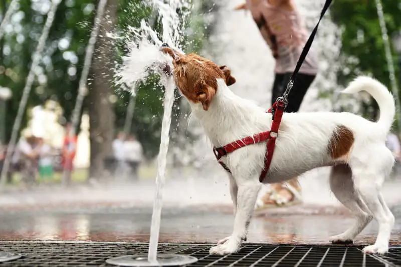 Calor intenso exige atenção redobrada com animais de estimação 2 Cuidados com os pets