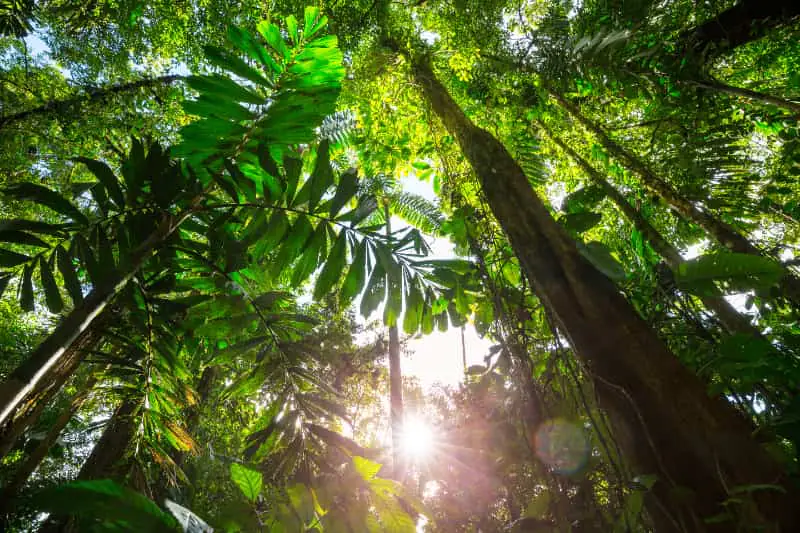 Fundo Amazônia
