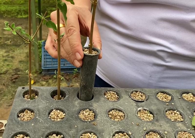 Pesquisa sobre alecrim