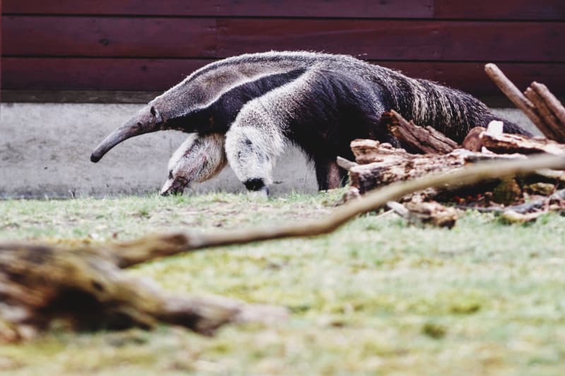 Reabilitação de tamanduá