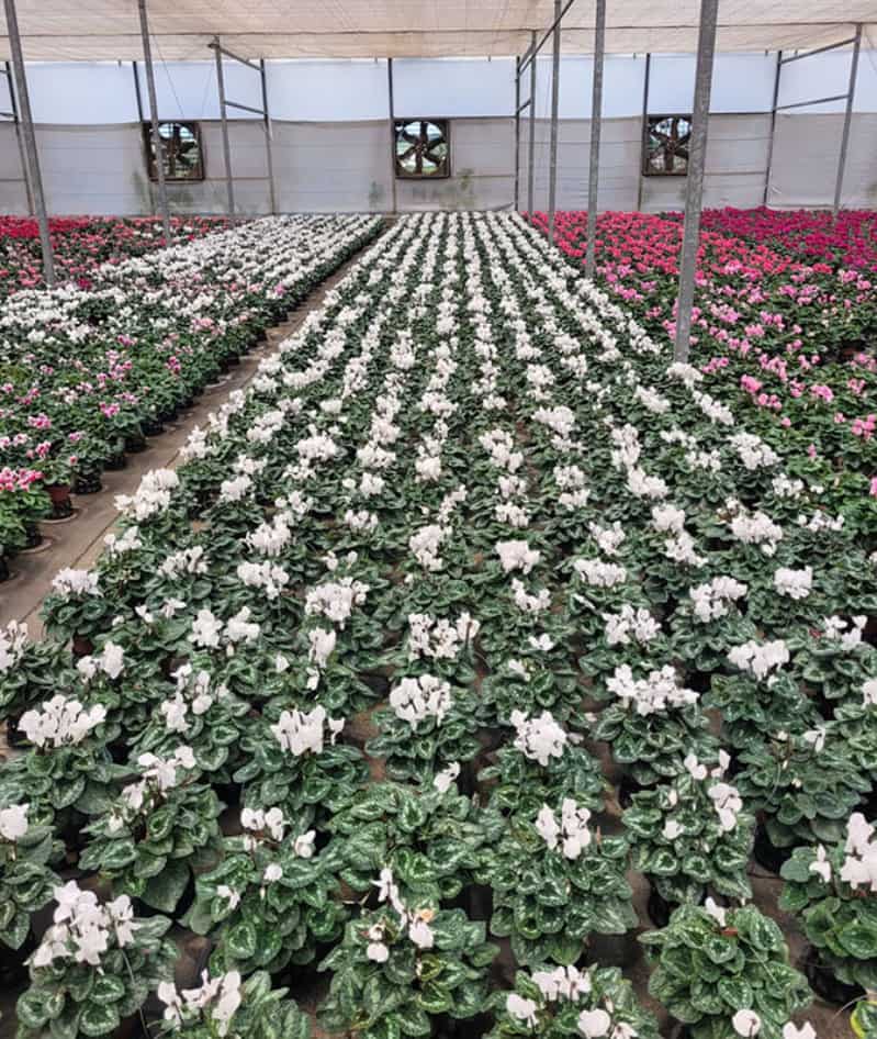 Sequenciamento inédito ajuda a conter murcha do ciclame no Brasil; entenda 3 Sequenciamento de flores