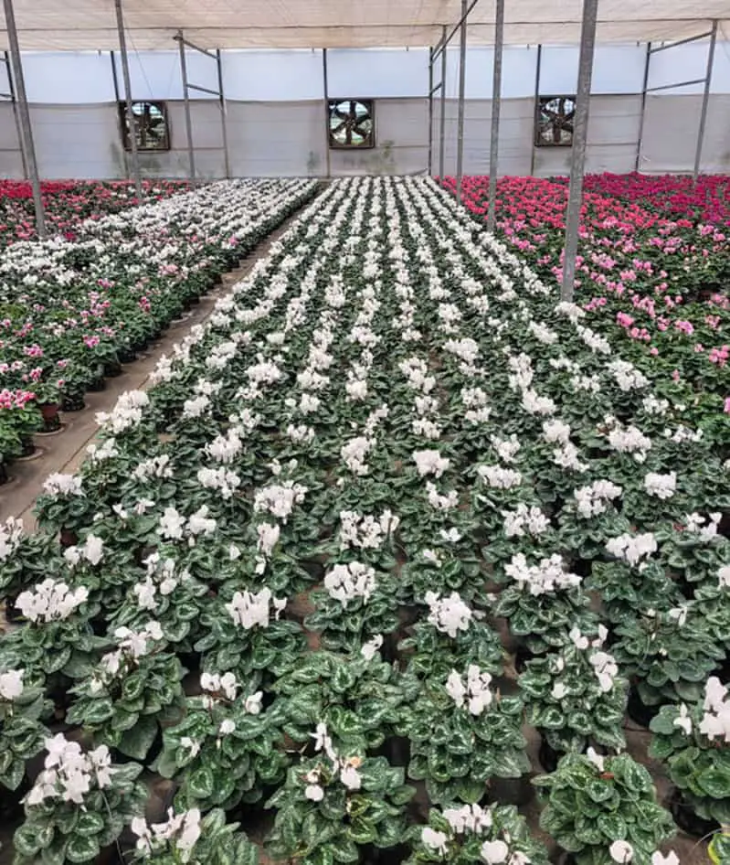 Sequenciamento de flores