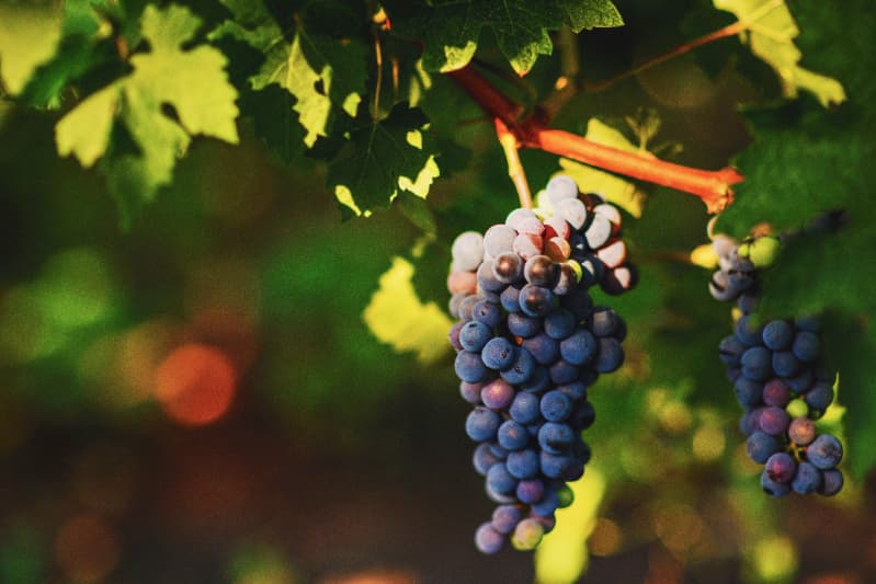 Uva para vinhos