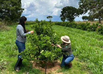 Agrodefesa e UFG firmam cooperação para reforçar vigilância de doenças em lavouras de Goiás