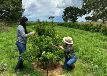 Agrodefesa e UFG firmam cooperação para reforçar vigilância de doenças em lavouras de Goiás