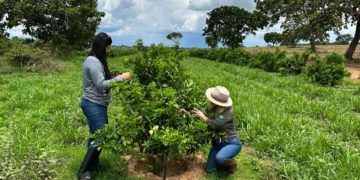 Agrodefesa e UFG firmam cooperação para reforçar vigilância de doenças em lavouras de Goiás