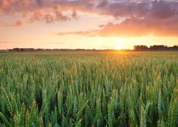 Agronegócio em Goiás pode capturar até 5 toneladas de CO2 por tonelada de grãos