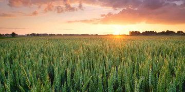 Agronegócio em Goiás pode capturar até 5 toneladas de CO2 por tonelada de grãos