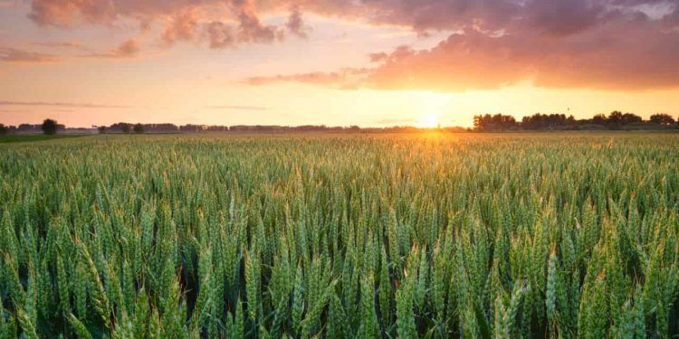 Agronegócio em Goiás pode capturar até 5 toneladas de CO2 por tonelada de grãos 1 Agronegócio em Goiás pode capturar até 5 toneladas de CO2 por tonelada de grãos