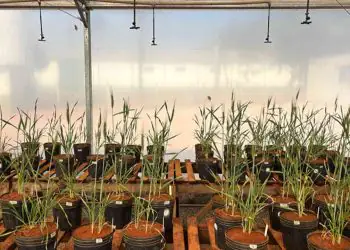 Algas marinhas são estudadas como alternativa para aumentar resistência de lavouras à seca