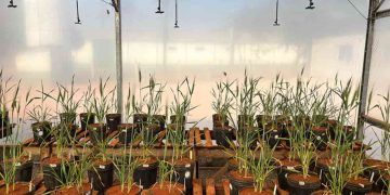 Algas marinhas são estudadas como alternativa para aumentar resistência de lavouras à seca