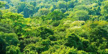 Amazônia Legal recebe R$ 53 milhões para avançar na regularização fundiária de terras