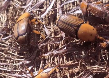 Ameaça do bicudo-vermelho cresce e intensifica monitoramento no Brasil