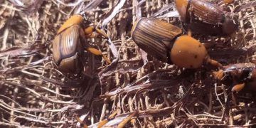 Ameaça do bicudo-vermelho cresce e intensifica monitoramento no Brasil