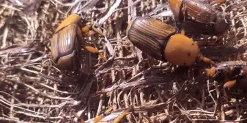 Ameaça do bicudo-vermelho cresce e intensifica monitoramento no Brasil