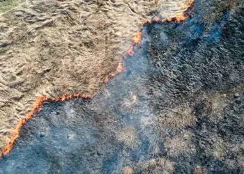 Área queimada recua 39% no país e plano de prevenção é apresentado para 2026