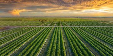 Avanço das LCAs impulsiona crédito privado ao agro no início do ano