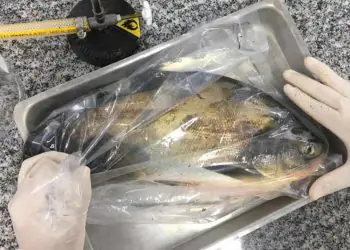 Bactéria Salmonella é detectada em viveiros de peixes no Centro-Oeste