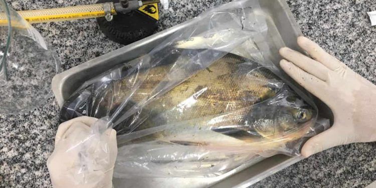 Bactéria Salmonella é detectada em viveiros de peixes no Centro-Oeste 1 Bactéria Salmonella é detectada em viveiros de peixes no Centro-Oeste