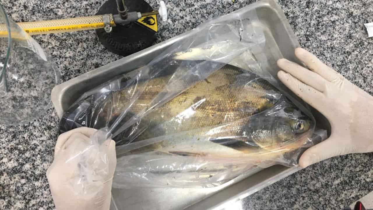 Bactéria Salmonella é detectada em viveiros de peixes no Centro-Oeste