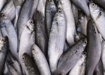 Captura da tainha 2026 terá aumento de 20% na cota e limite total de 8,1 mil toneladas