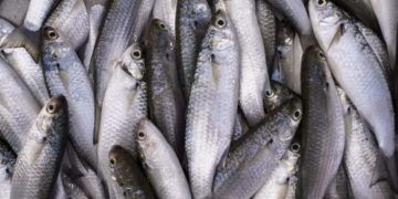 Captura da tainha 2026 terá aumento de 20% na cota e limite total de 8,1 mil toneladas