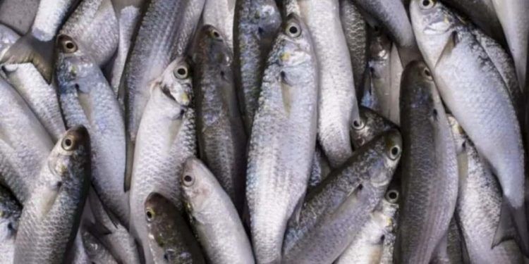 Captura da tainha 2026 terá aumento de 20% na cota e limite total de 8,1 mil toneladas 1 Captura da tainha 2026 terá aumento de 20% na cota e limite total de 8,1 mil toneladas