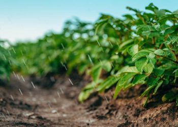 Chuvas impulsionam lavouras e mantêm bom desenvolvimento das safras, aponta Conab