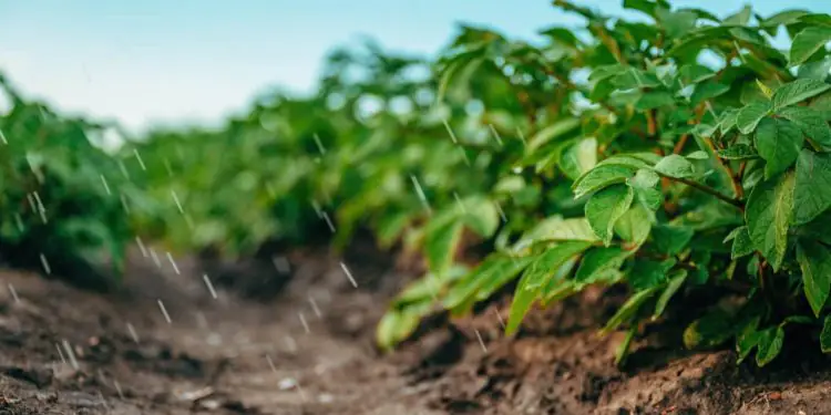Chuvas impulsionam lavouras e mantêm bom desenvolvimento das safras, aponta Conab 1 Chuvas impulsionam lavouras e mantêm bom desenvolvimento das safras, aponta Conab