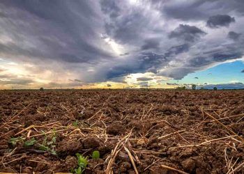 Chuvas irregulares atrasam soja no Matopiba e excesso de umidade preocupa na colheita