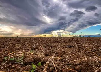 Chuvas irregulares atrasam soja no Matopiba e excesso de umidade preocupa na colheita