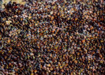 Conama aprova regra para resgate de abelhas sem ferrão em áreas de desmatamento