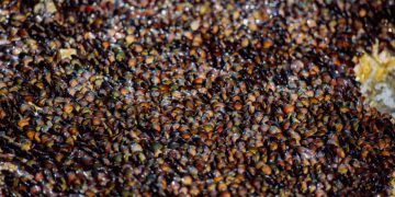 Conama aprova regra para resgate de abelhas sem ferrão em áreas de desmatamento