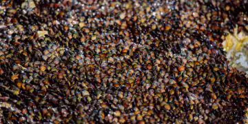 Conama aprova regra para resgate de abelhas sem ferrão em áreas de desmatamento