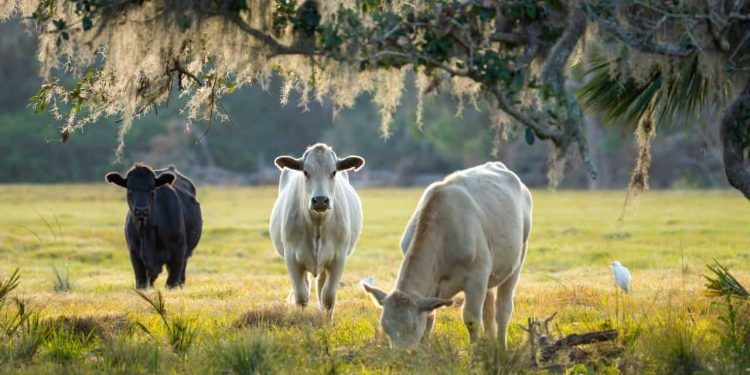 Cooperativas da agricultura familiar passam a ter juros menores no Pronaf 1 Cooperativas da agricultura familiar passam a ter juros menores no Pronaf