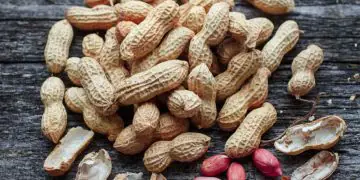 Criação de câmara setorial busca impulsionar cadeia do amendoim no Brasil