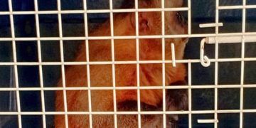 Decisão judicial determina soltura de macaco-prego apreendido sem licença em MS