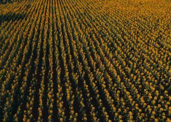 El Nino intensifica clima irregular em 2026 e pressiona lavouras no Brasil