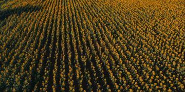 El Niño intensifica clima irregular em 2026 e pressiona lavouras no Brasil