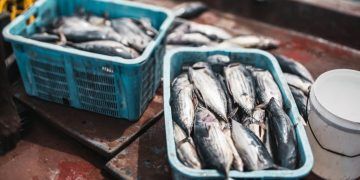 Entidades pedem revisão de regras que travam pagamento do seguro-defeso