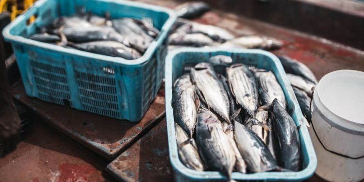 Entidades pedem revisão de regras que travam pagamento do seguro-defeso 1 Entidades pedem revisão de regras que travam pagamento do seguro-defeso